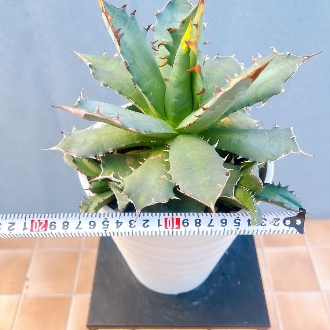 現品　アガベ　オテロイコンパクタ　観葉植物　地植え　卓上　室内　ドライガーデン