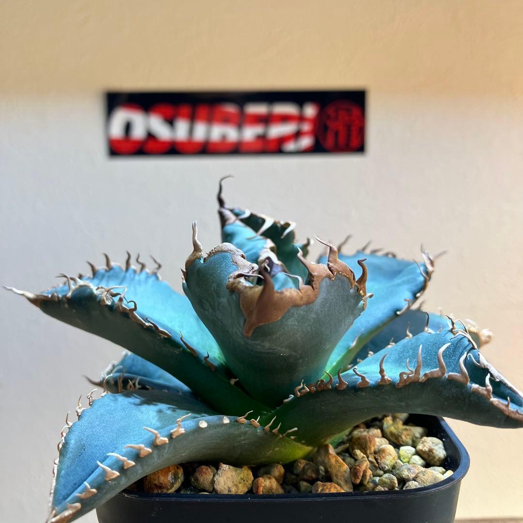 アガベ チタノタ　悪魔くん　（鉢ごとメルカリ便）