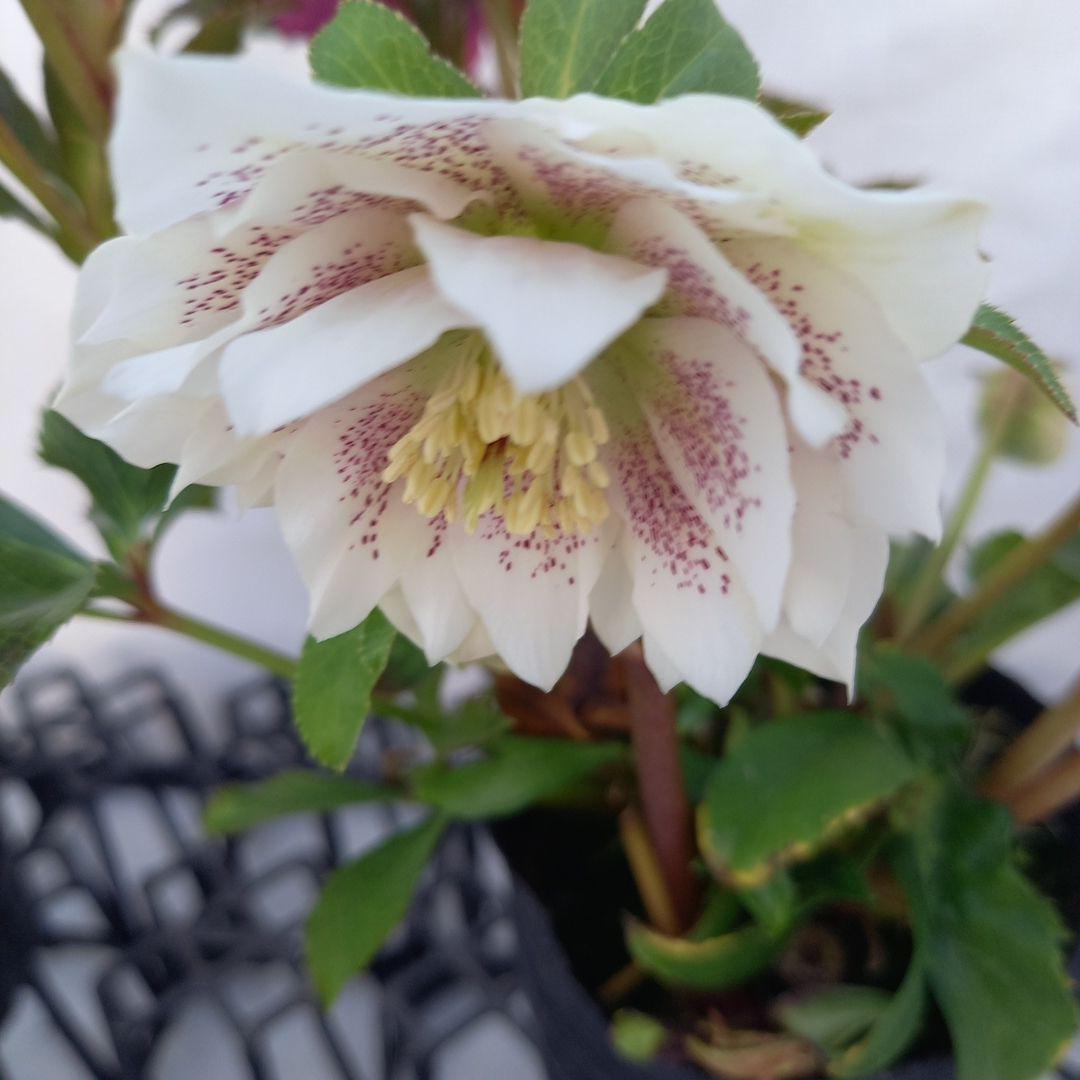 専用、つぼみゴロゴロ！パッと華やか、クリスマスローズ2個セット、苗、開花株