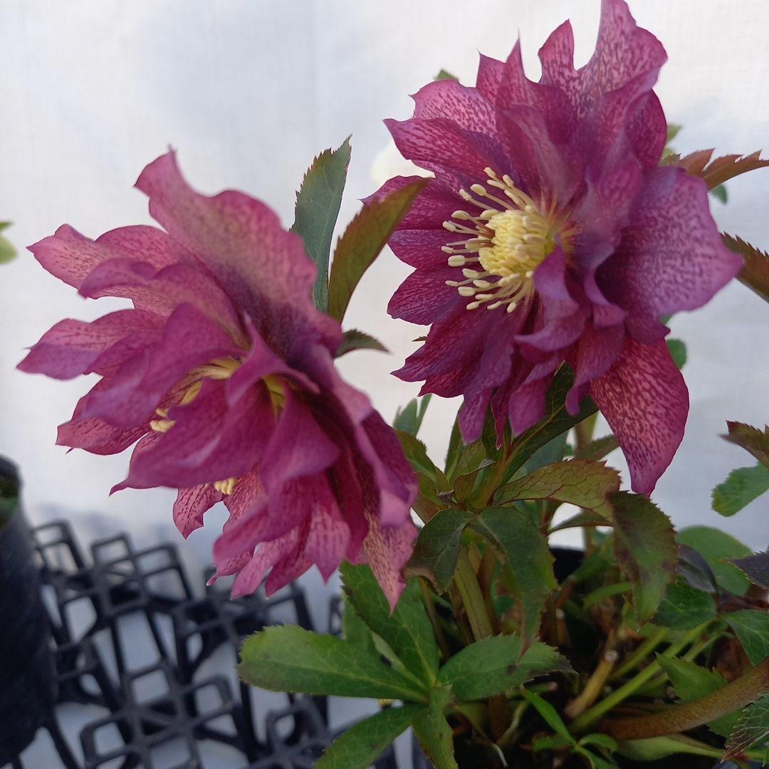 専用、つぼみゴロゴロ！パッと華やか、クリスマスローズ2個セット、苗、開花株