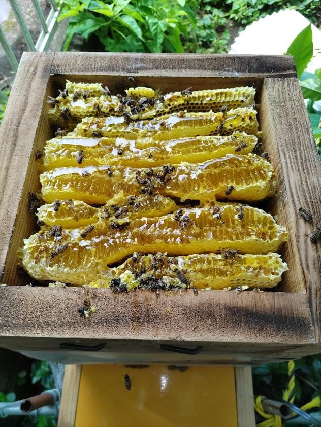 日本蜜蜂 重箱式巣箱4段スライド底板 スノコ付き　誘引液300cc付　セット割有