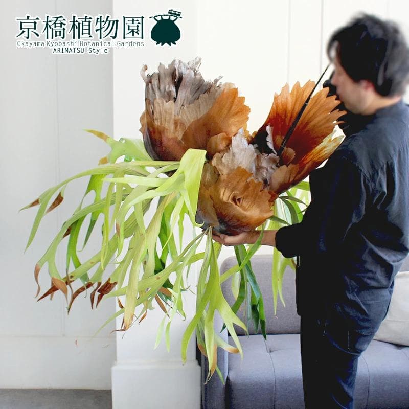 【現品】コウモリラン/ビカクシダ・ビフルカツム（大）吊り下げ（1）