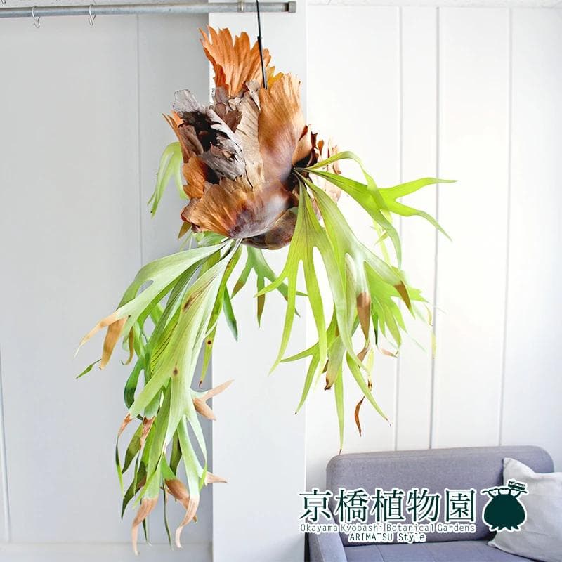 【現品】コウモリラン/ビカクシダ・ビフルカツム（大）吊り下げ（1）