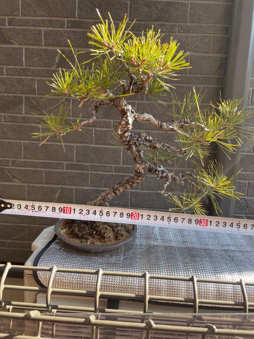 樹齢60年赤松文人木調中品盆栽　　五葉松/黒松/松柏
