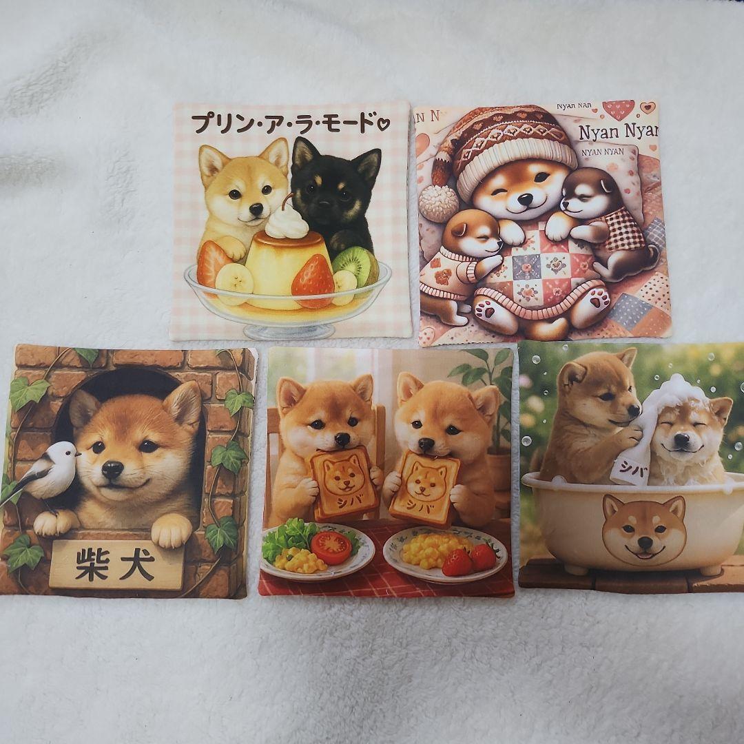 豆柴助
