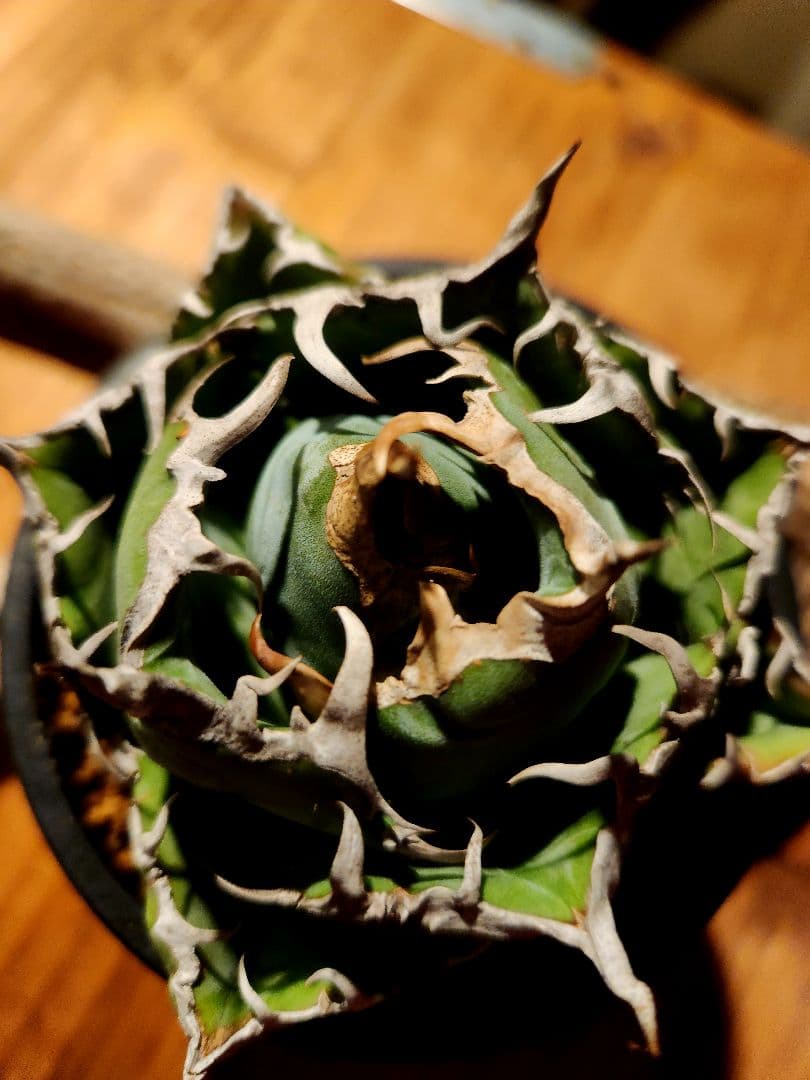 【大幅値下げ!!】アガベ　“白鯨”　極上株