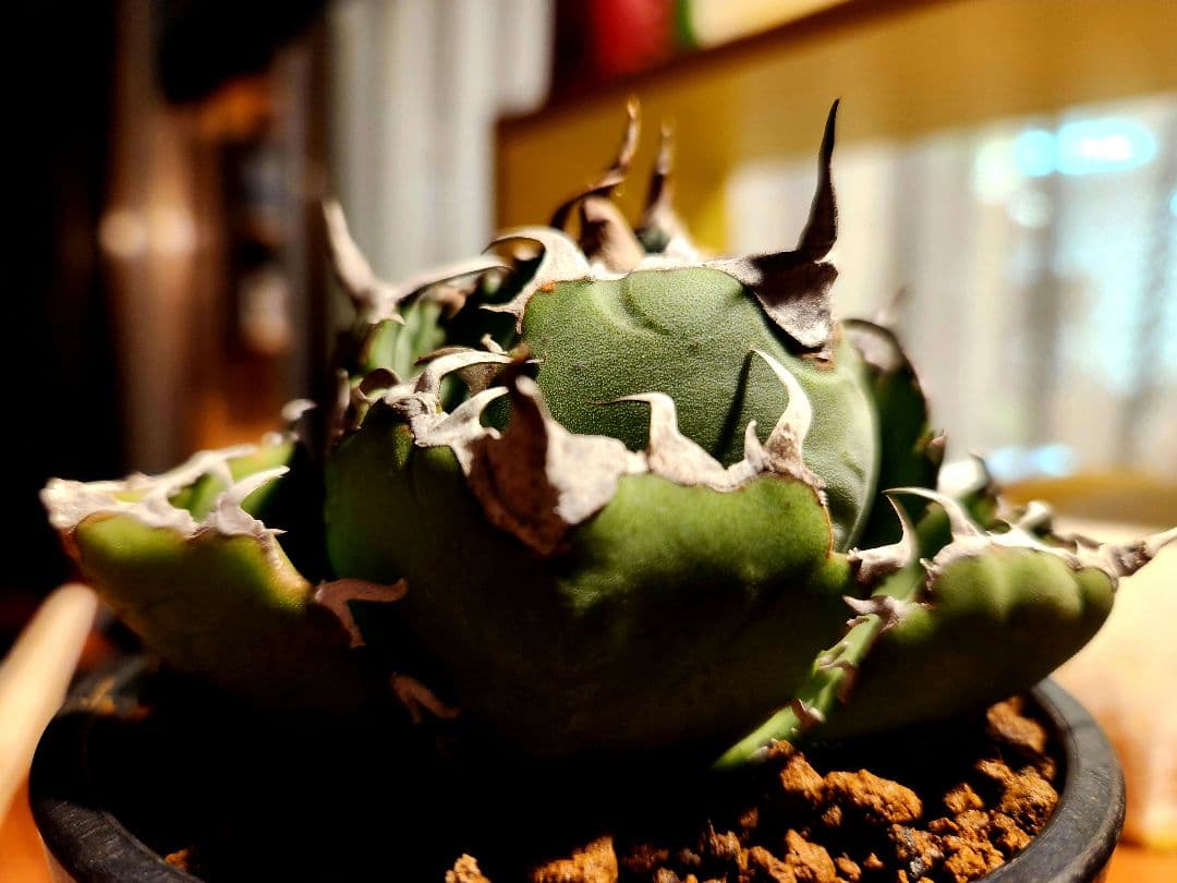 【大幅値下げ!!】アガベ　“白鯨”　極上株