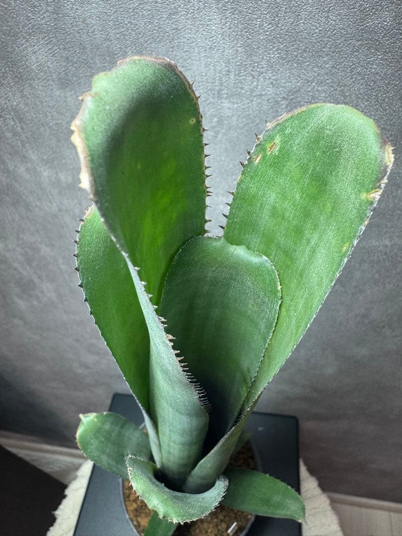 Billbergia dippin dot ビルベルギア ディッピンドッツ