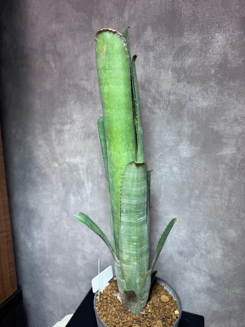 Billbergia dippin dot ビルベルギア ディッピンドッツ
