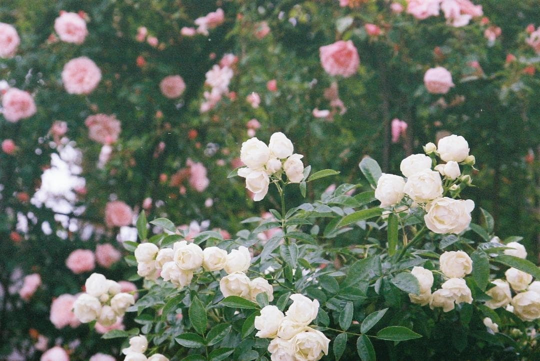 Canon EOS 7 一眼レフフィルムカメラ EF 28-105mmレンズ付き