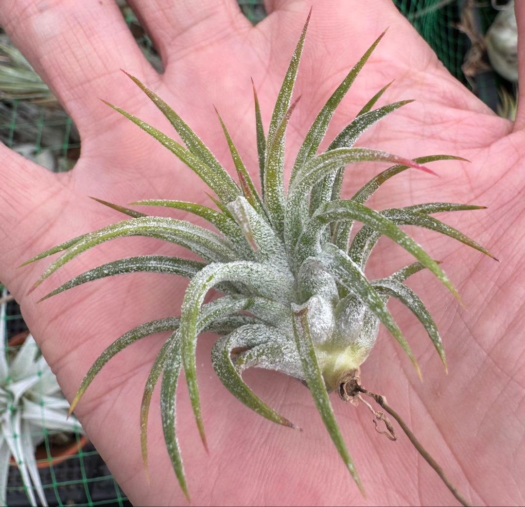 Tillandsia Apretado × Ionantha Fuego 速達