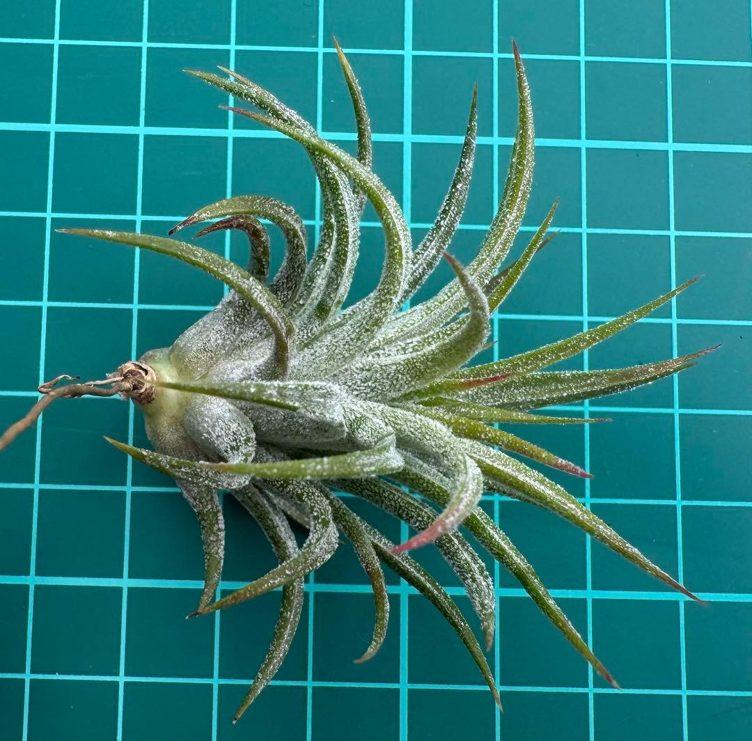 Tillandsia Apretado × Ionantha Fuego 速達