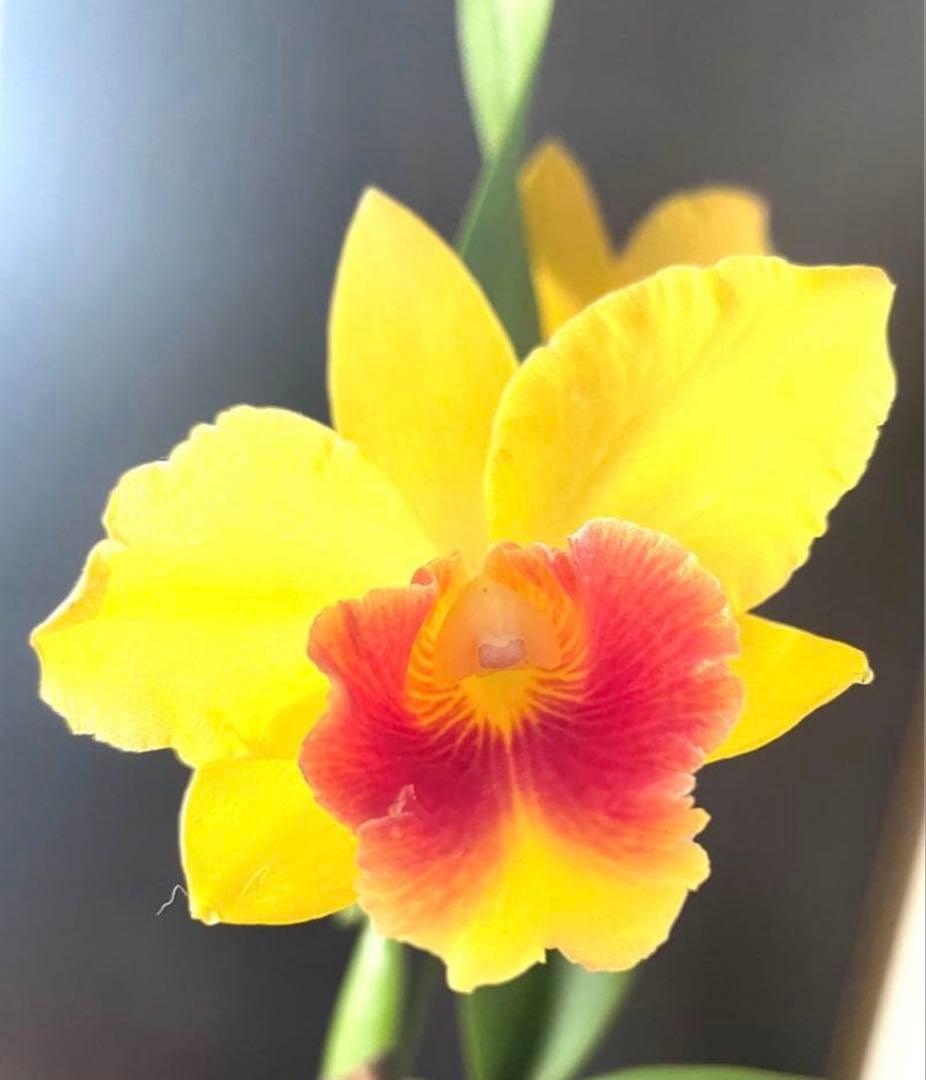 在庫僅か！鮮やかな紅唇　洋蘭1株