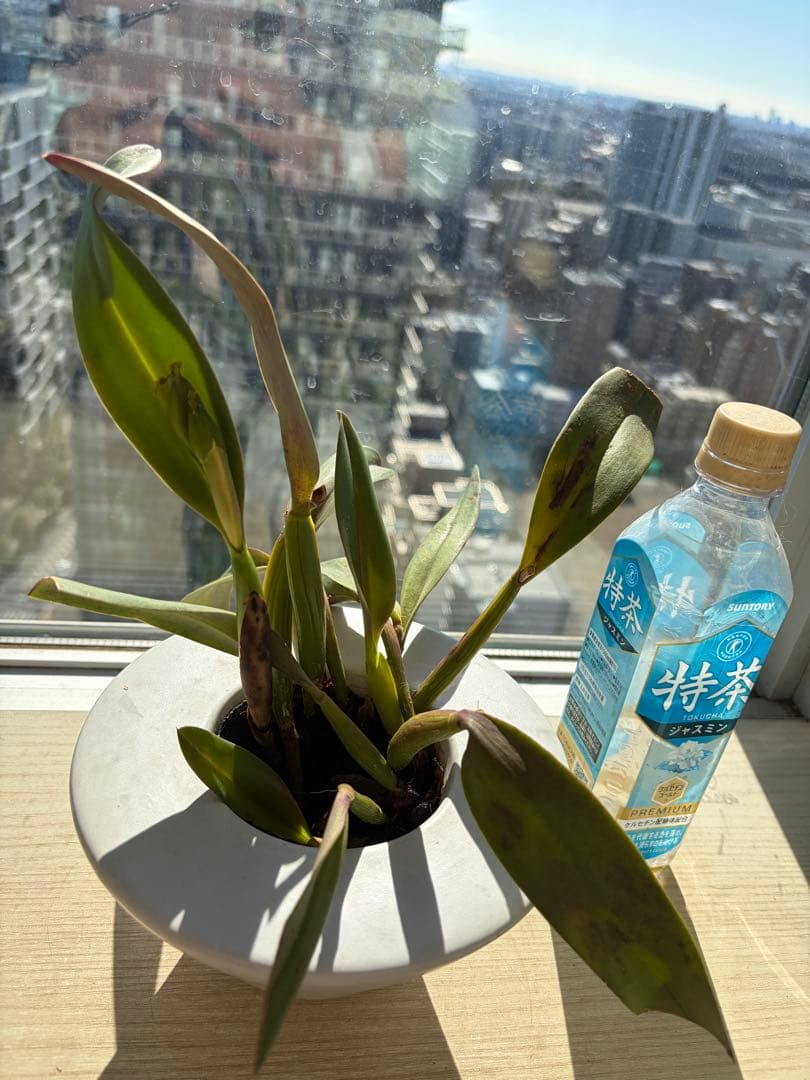 在庫僅か！鮮やかな紅唇　洋蘭1株