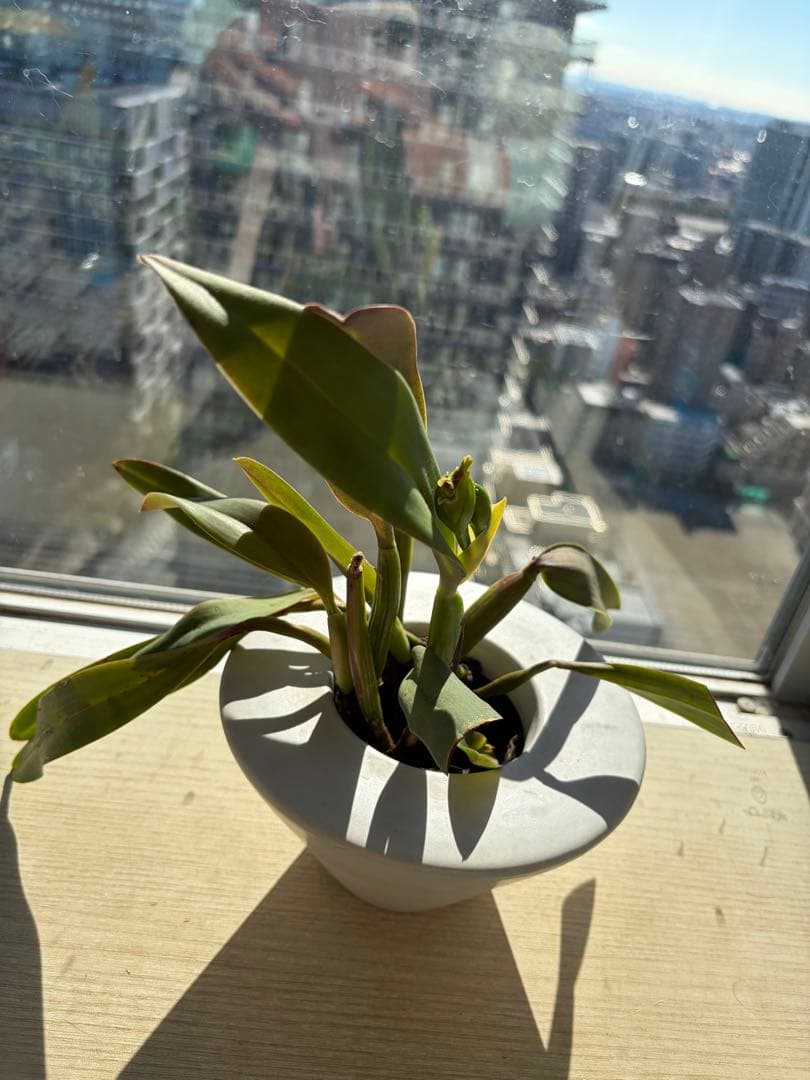 在庫僅か！鮮やかな紅唇　洋蘭1株