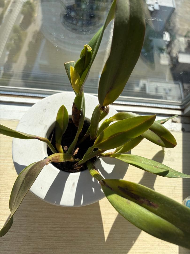 在庫僅か！鮮やかな紅唇　洋蘭1株