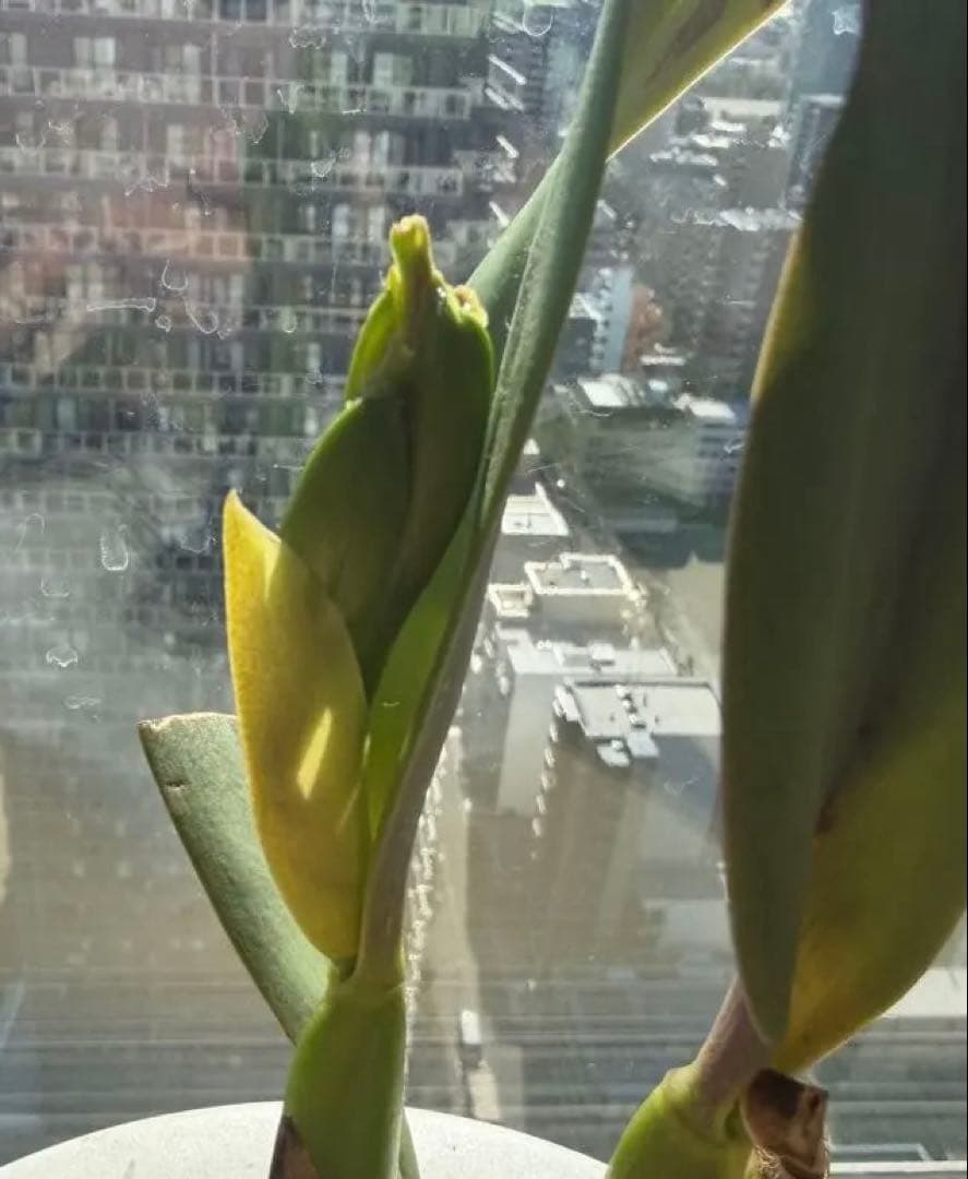 在庫僅か！鮮やかな紅唇　洋蘭1株