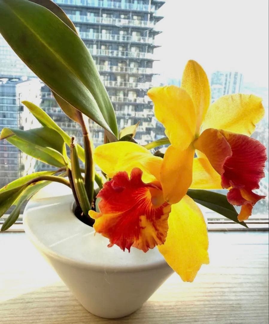 在庫僅か！鮮やかな紅唇　洋蘭1株