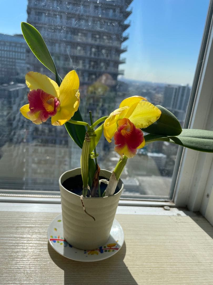 在庫僅か！鮮やかな紅唇　洋蘭1株