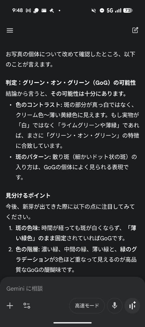 モンステラ デリシオーサ グリーンオングリーン斑 安定株
