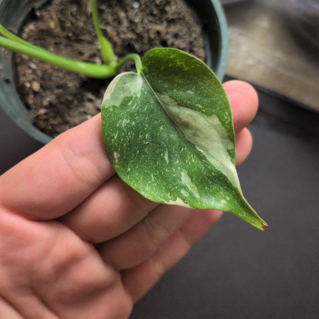 モンステラ デリシオーサ グリーンオングリーン斑 安定株