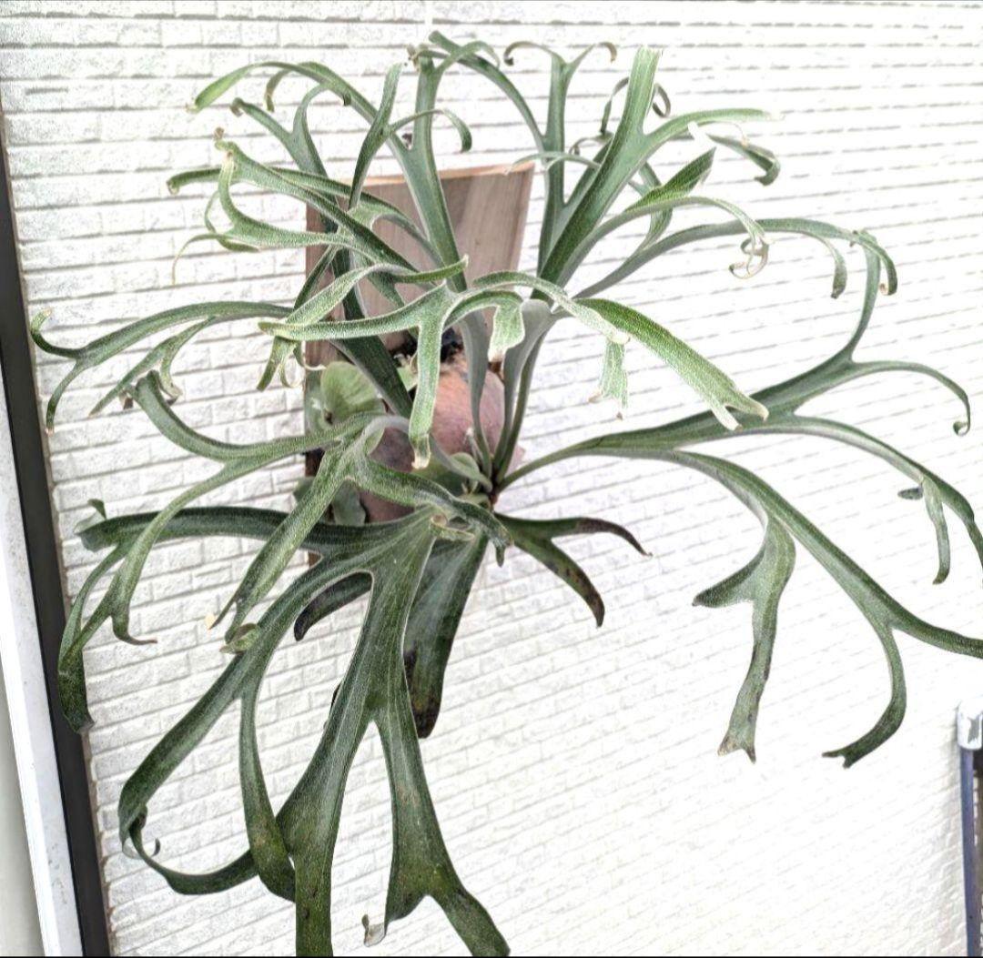 ビカクシダ☆alcicorne'compact'☆アルマダコンパクト①☆アルコン