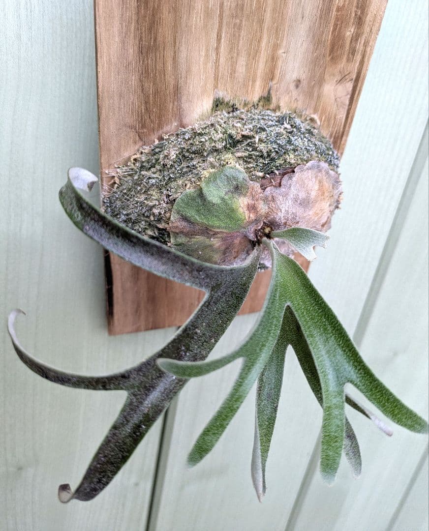 ビカクシダ☆alcicorne'compact'☆アルマダコンパクト①☆アルコン