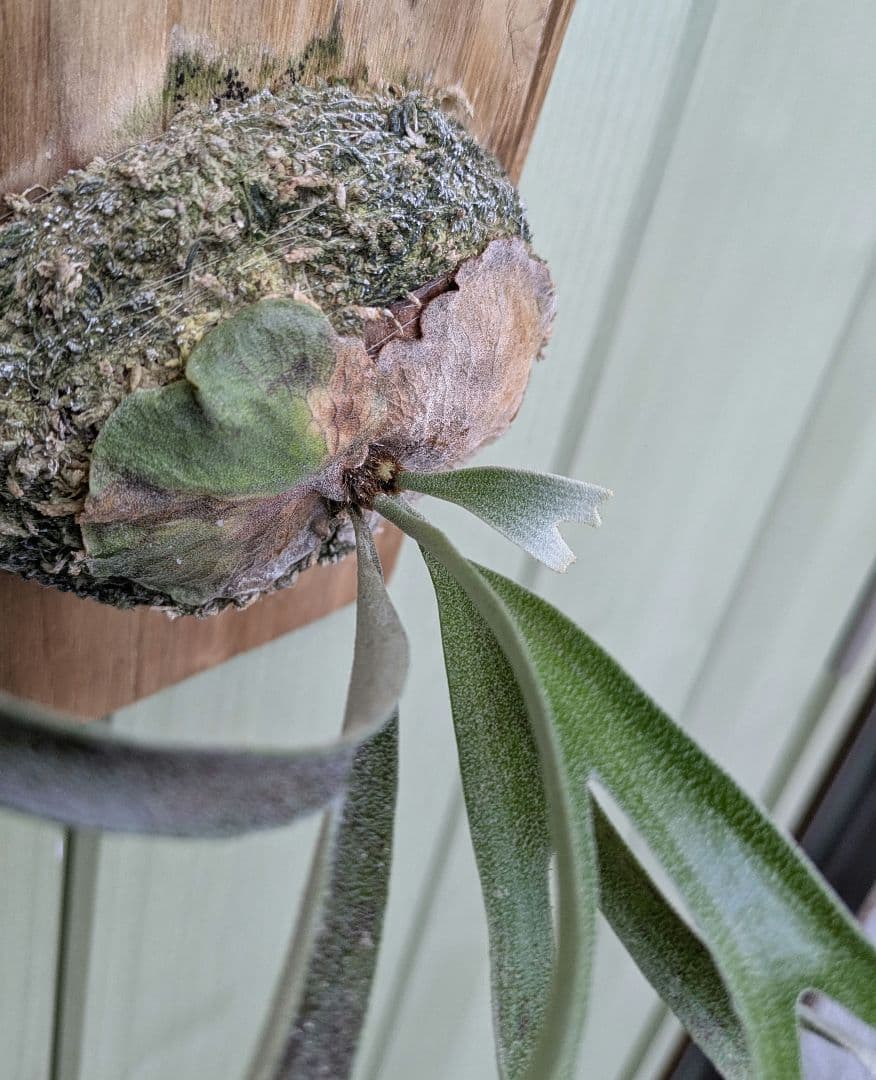 ビカクシダ☆alcicorne'compact'☆アルマダコンパクト①☆アルコン