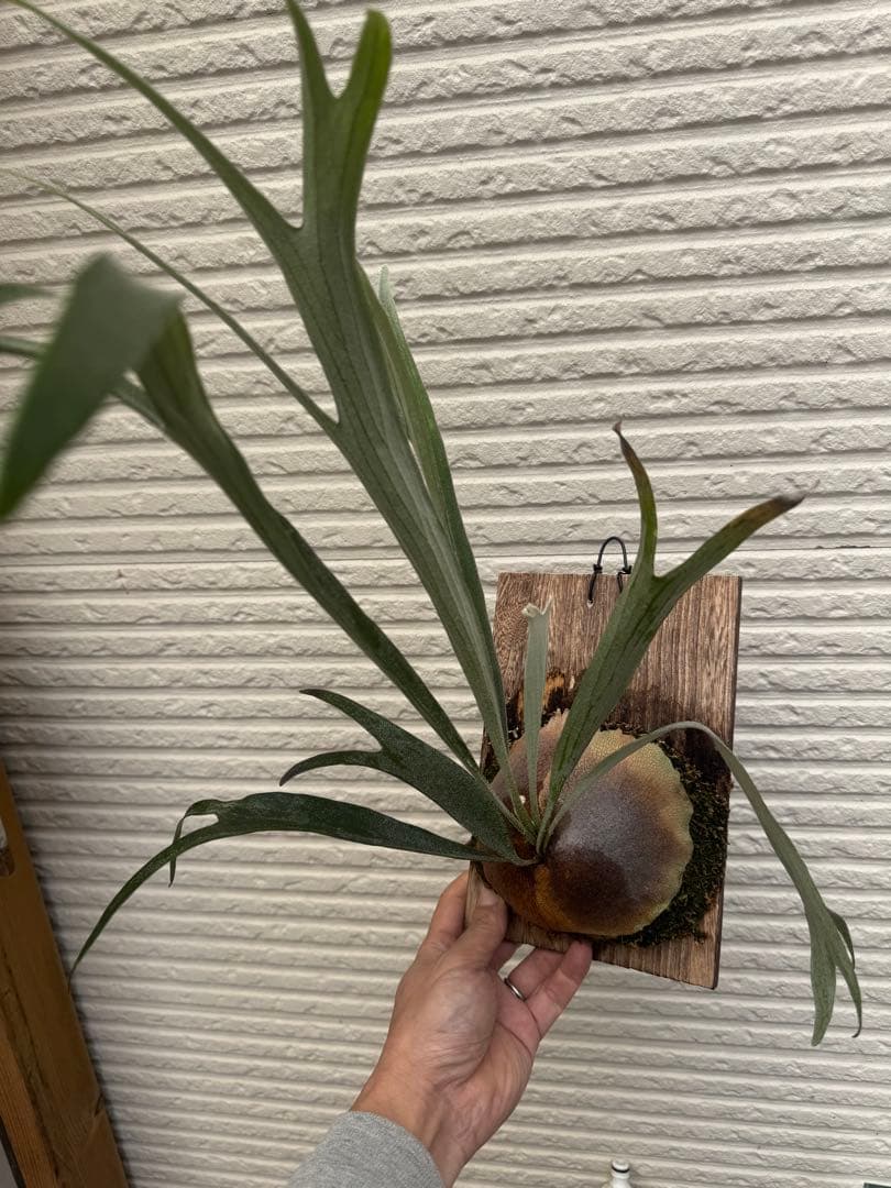 美株　胞子葉展開中　ビカクシダ胞子培養株ライディーン　 タグ付き