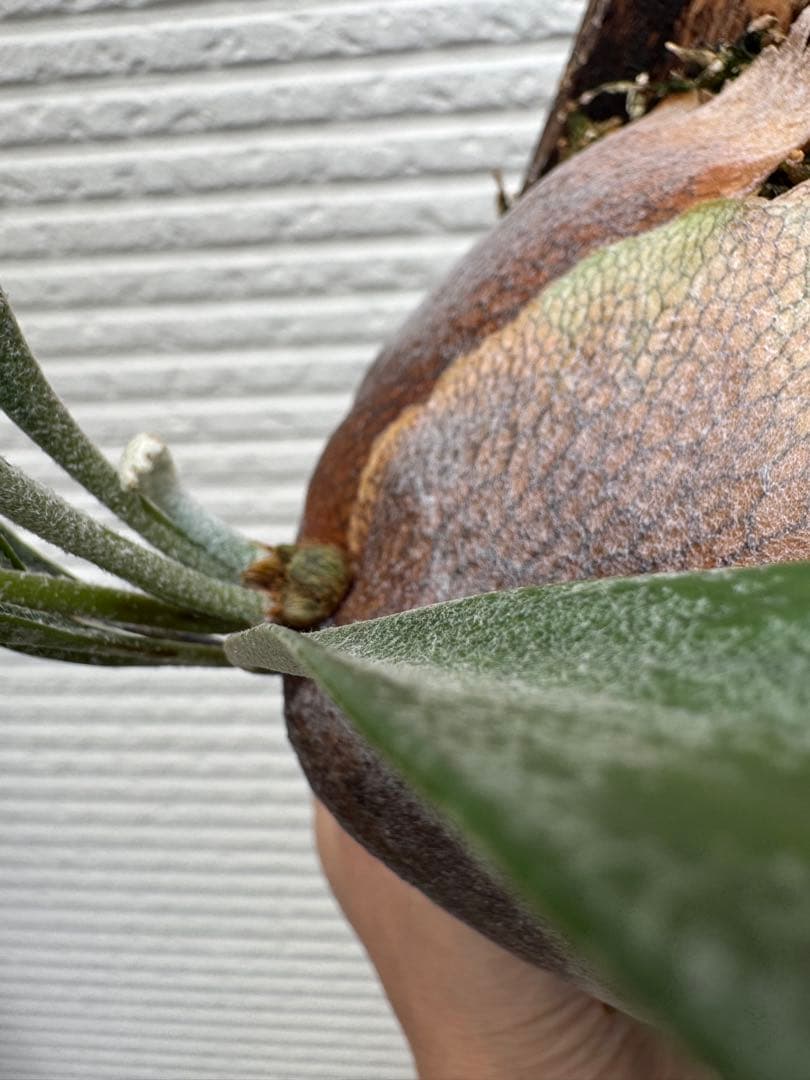 美株　胞子葉展開中　ビカクシダ胞子培養株ライディーン　 タグ付き