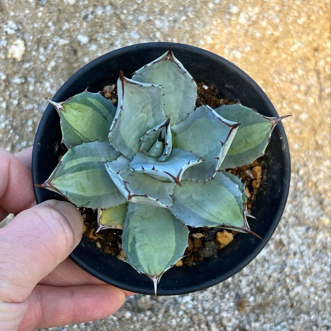 アガベ　パリー吉祥天錦　子株　活着済み