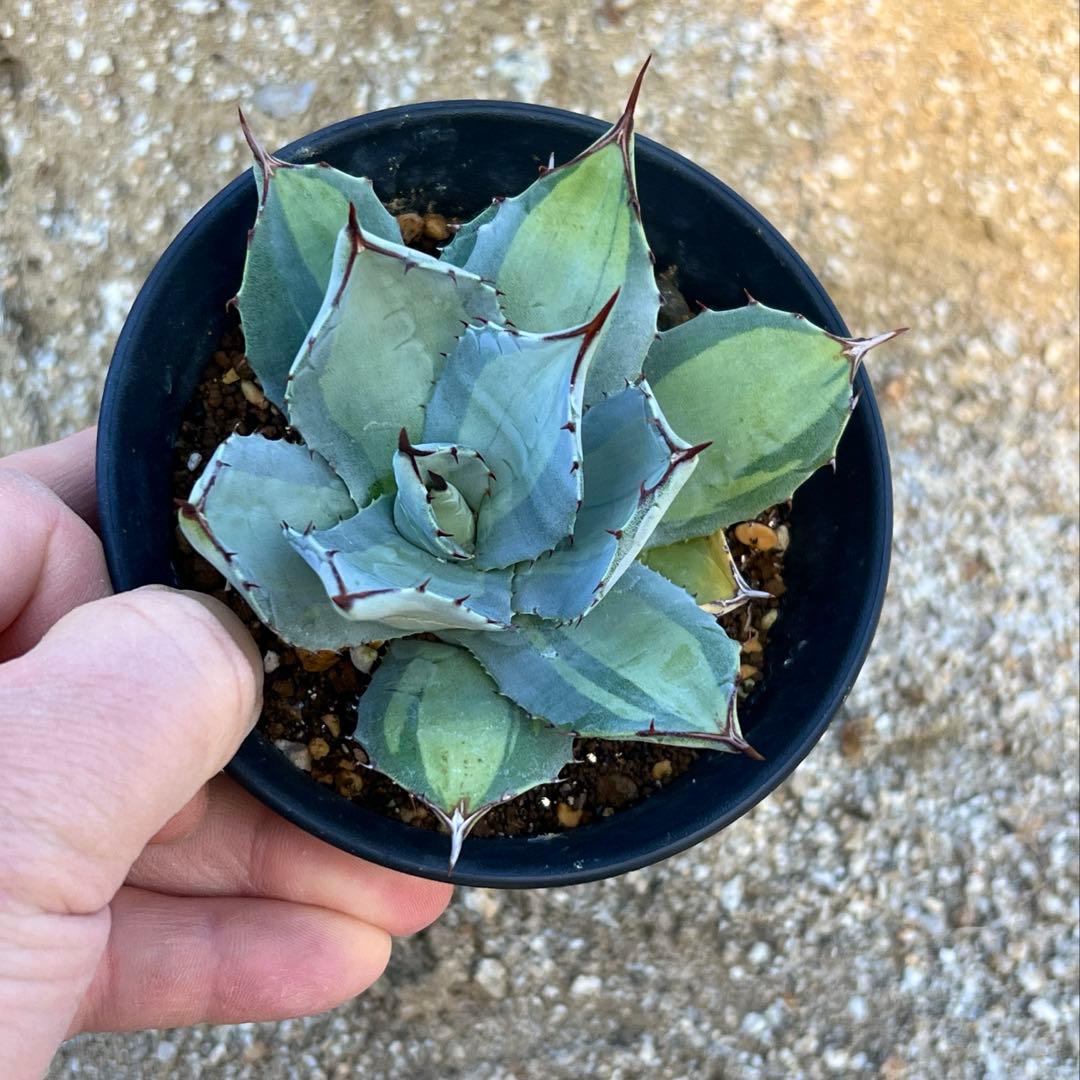 アガベ　パリー吉祥天錦　子株　活着済み