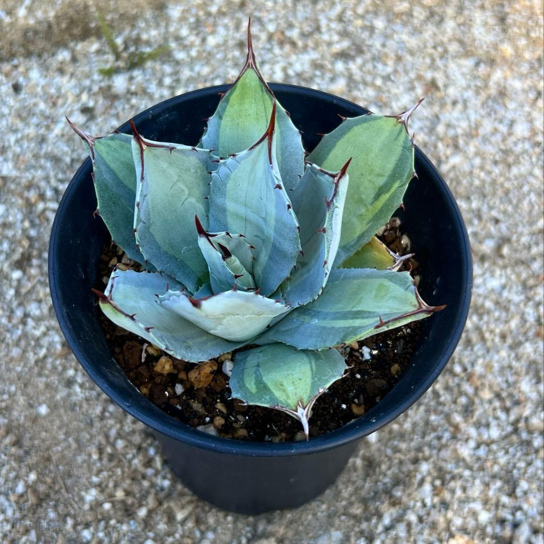 アガベ　パリー吉祥天錦　子株　活着済み