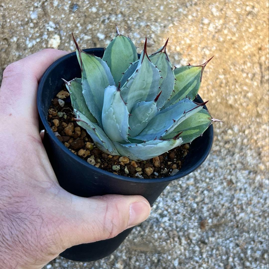 アガベ　パリー吉祥天錦　子株　活着済み