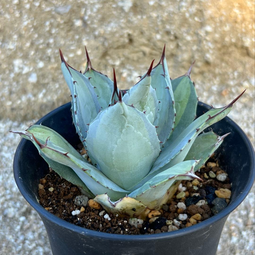 アガベ　パリー吉祥天錦　子株　活着済み