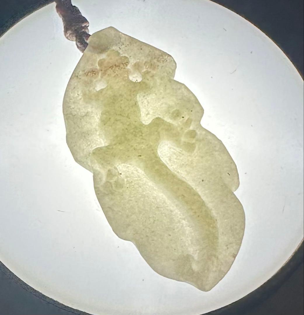 2025.7.25家守ヤモリ葉っぱ隠し　内モンゴル翡翠