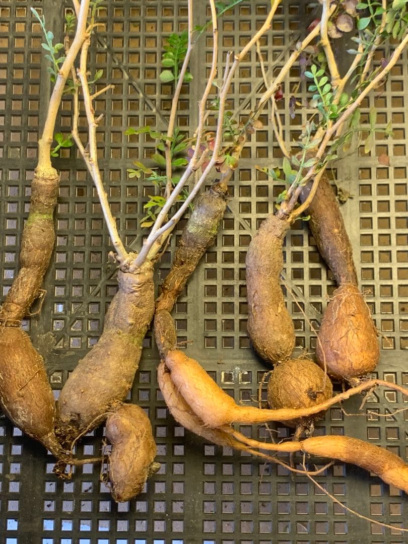 D-93 多肉植物 オペルクリカリア・パキプス 5株