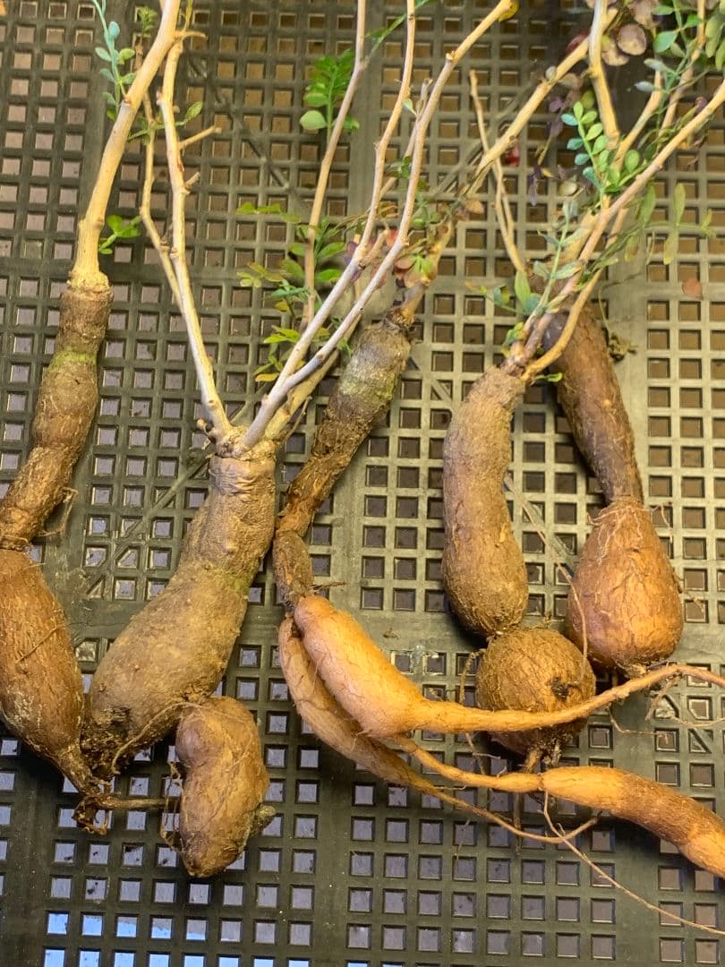 D-93 多肉植物 オペルクリカリア・パキプス 5株