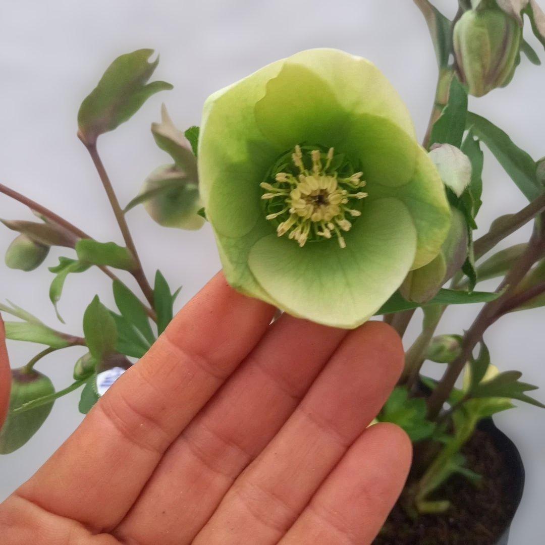 金曜日まで！つぼみ、つぼみ！グリーンカップ、クリスマスローズ、大苗、開花株