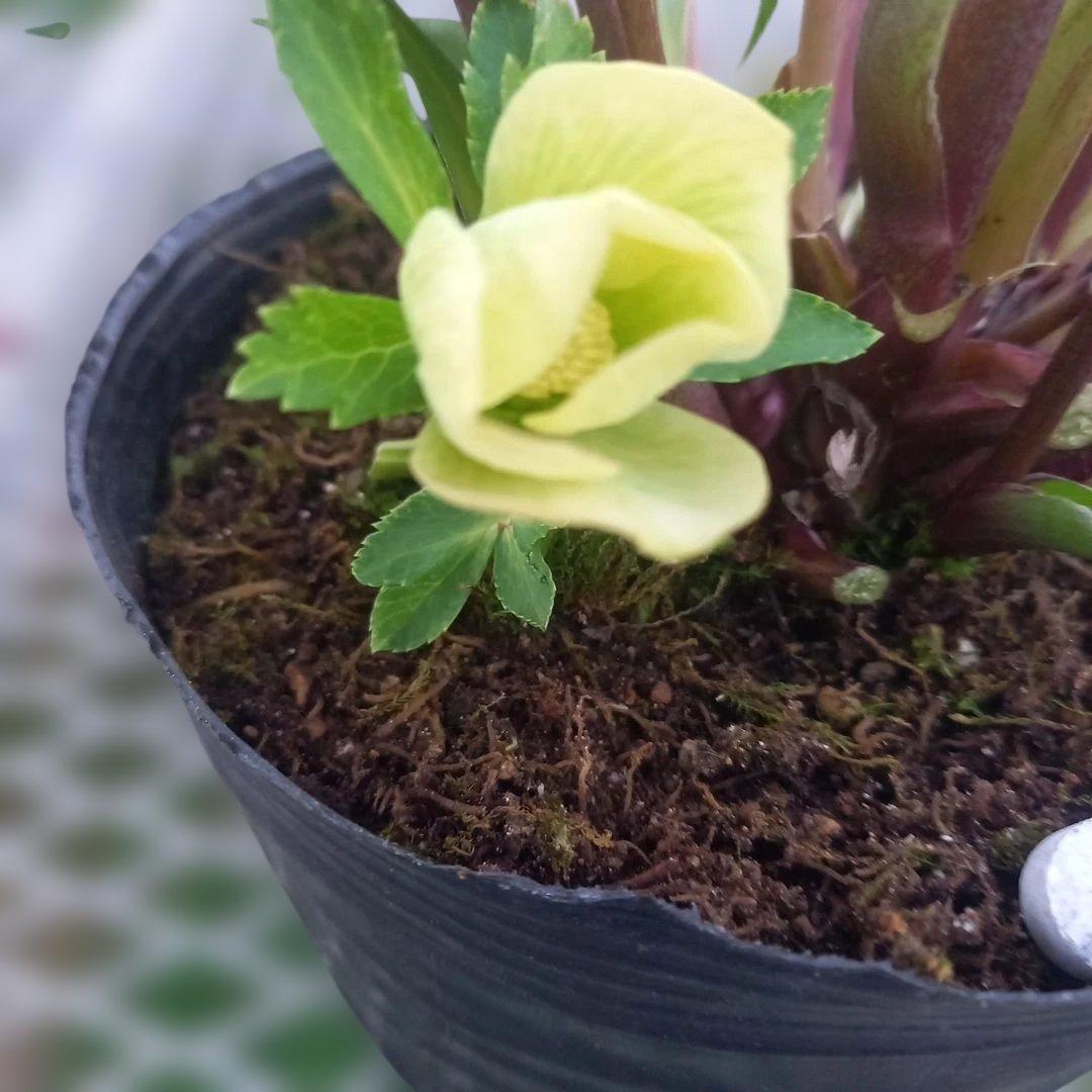 金曜日まで！つぼみ、つぼみ！グリーンカップ、クリスマスローズ、大苗、開花株