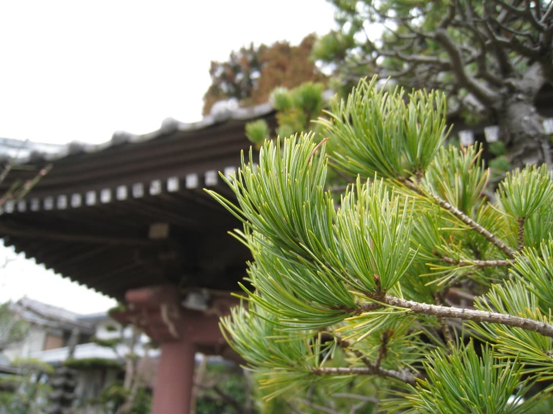 実写美⭕️【動作確認済】Canon IXY DIGITAL 910 IS