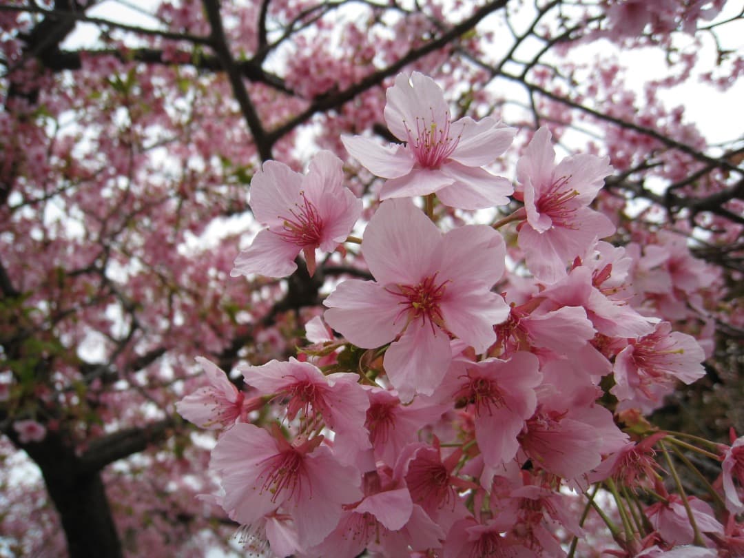 実写美⭕️【動作確認済】Canon IXY DIGITAL 910 IS