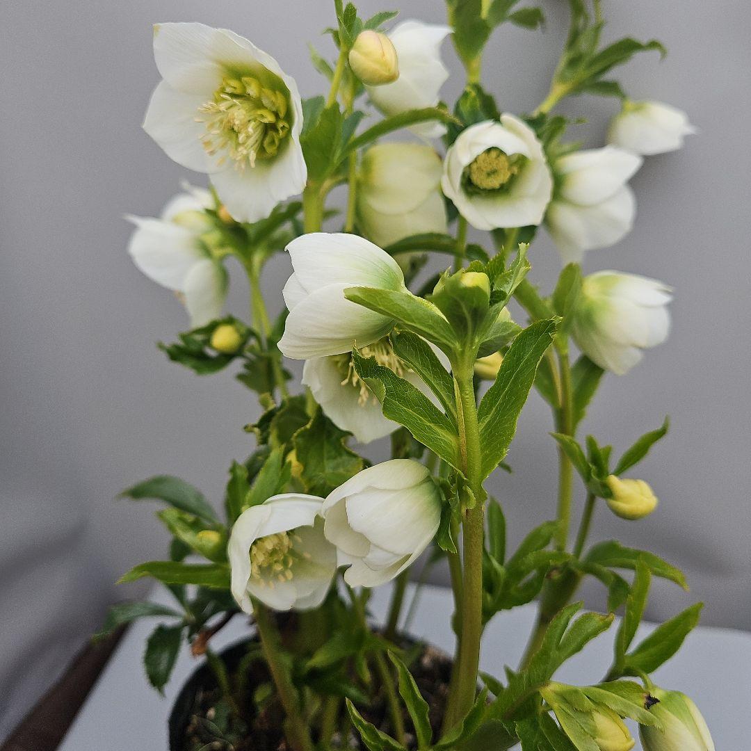 クリスマスローズ５号　ホワイトセミダブル