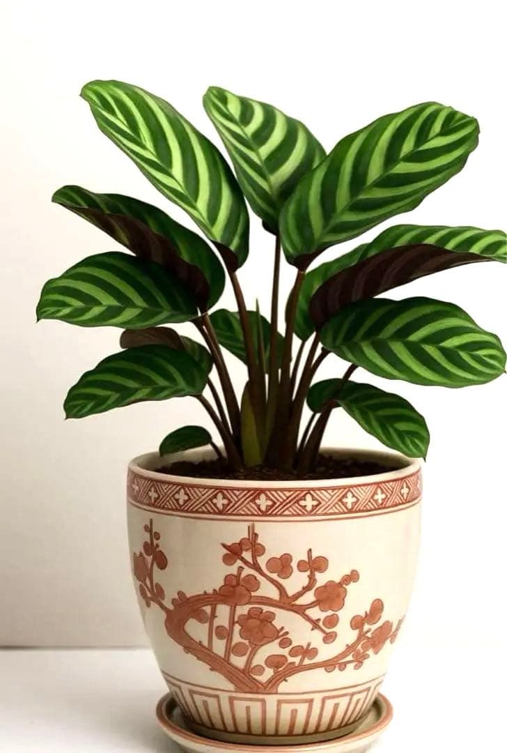 和風角型植木鉢 青白模様　紅色梅の木柄丸鉢角鉢　3種類セット