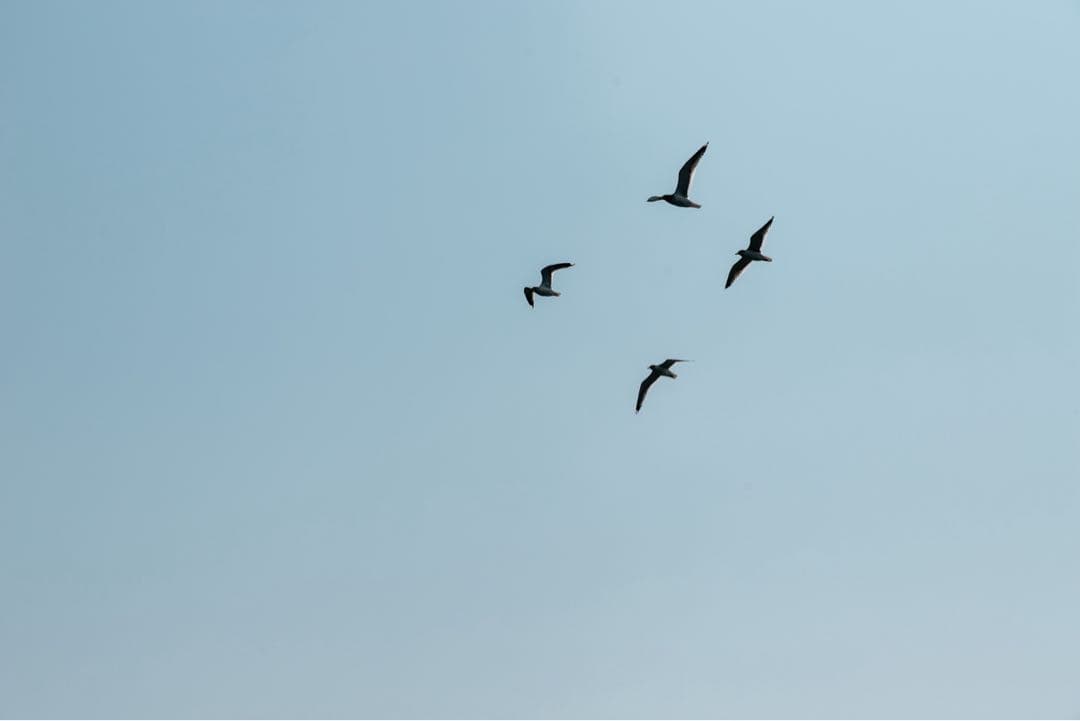 【セール中】Canon EOS 6D Mark II 本体　おまけ付き