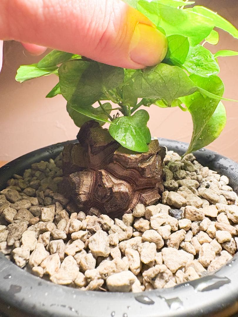 【丸型良型】No.3アフリカ亀甲竜　実生 幅5cm 将来有望