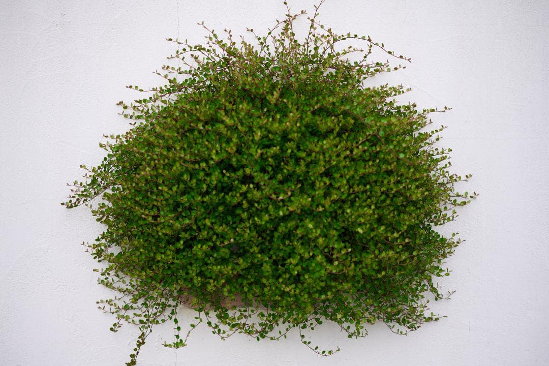 Nikon Ai AF-NIKKOR 80mm F2.8 / F3AF用