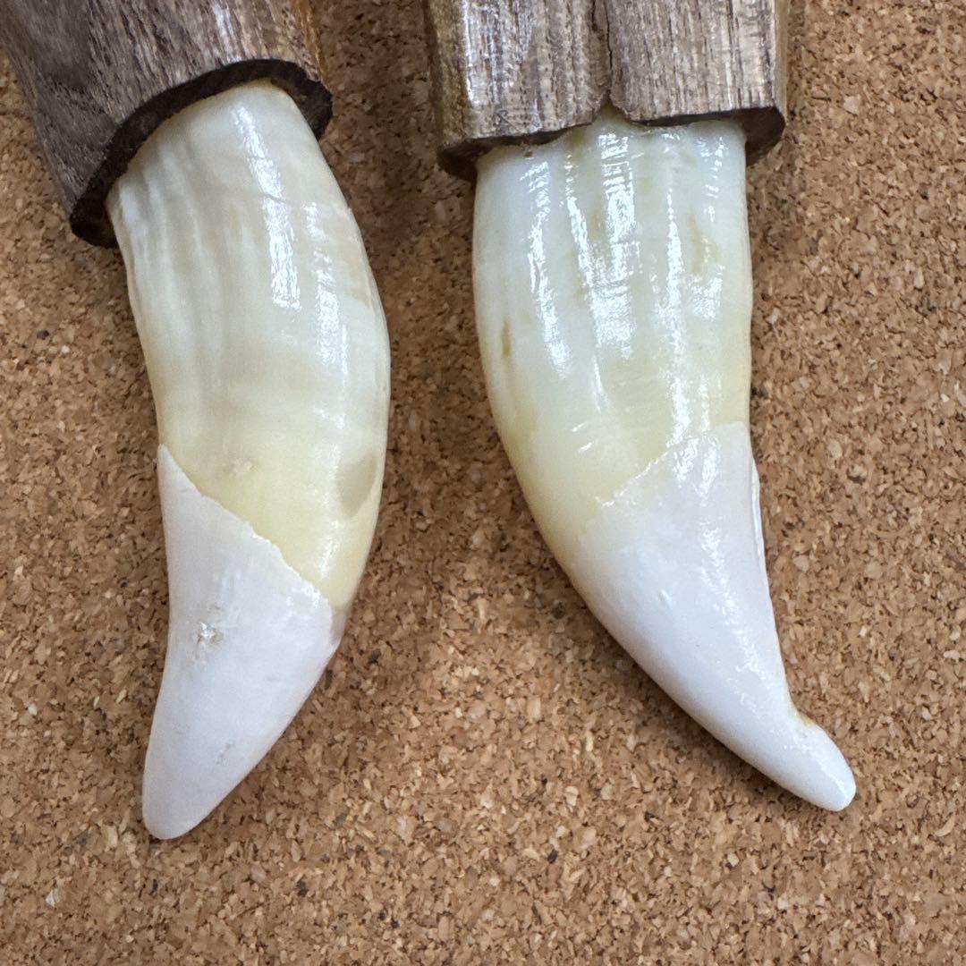 確認専用ページ　　熊爪&熊牙SET