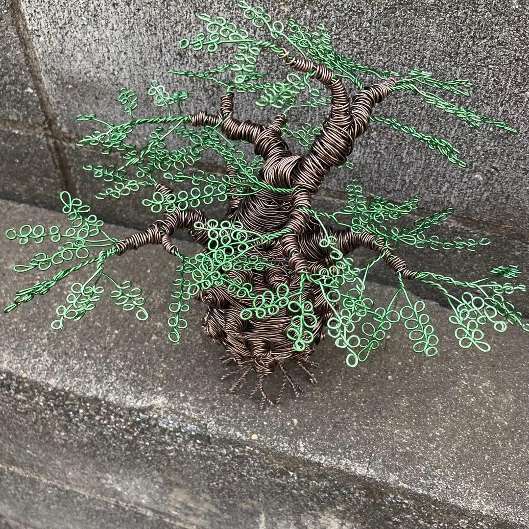 オペルクリカリア パキプス ワイヤーアート