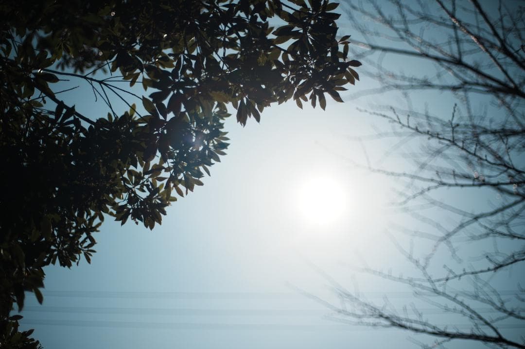整&テ Carl Zeiss Planar 50mm F1.4 MMJ 980